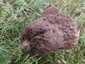 Pikkelyes pöfeteg (Lycoperdon utriforme), Budai-hegység